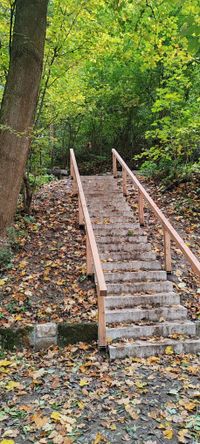 Waldtreppe